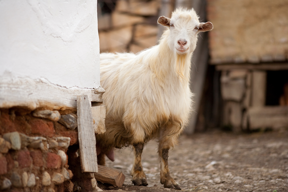 UKIM’s Qurbani Appeal