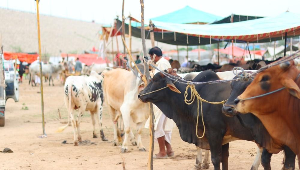 The Importance of Eid ul-Adha