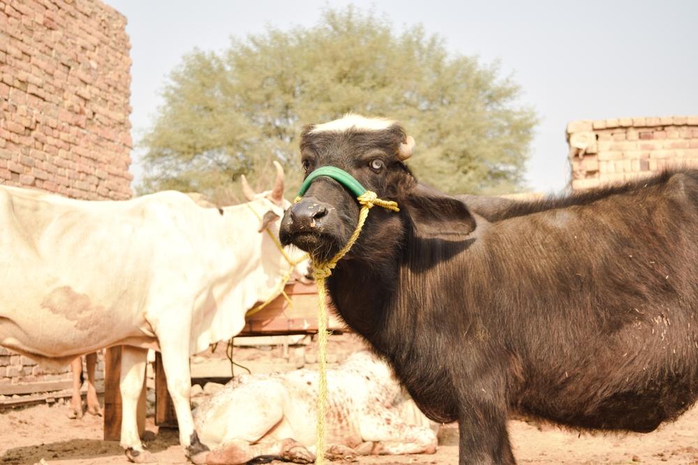 The Importance of Qurbani