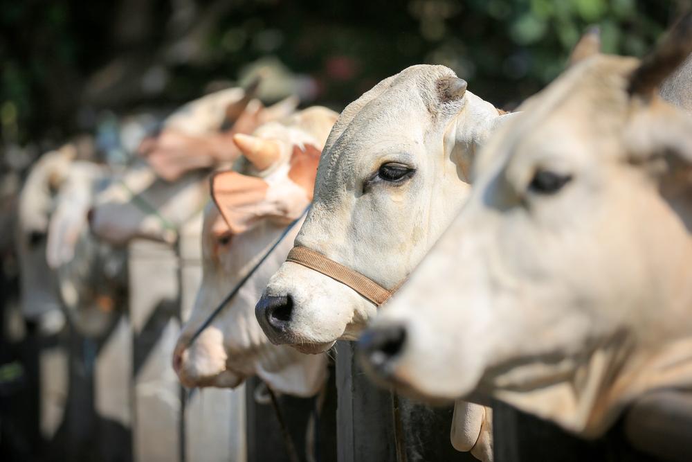 Why is Qurbani Performed on Eid ul-Adha?