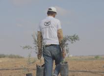 Olive Tree Planting