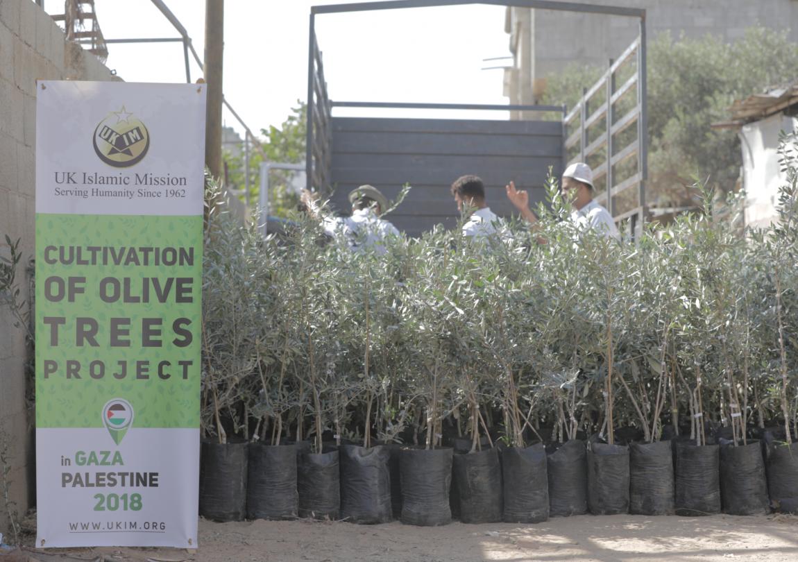 Olive Tree Planting